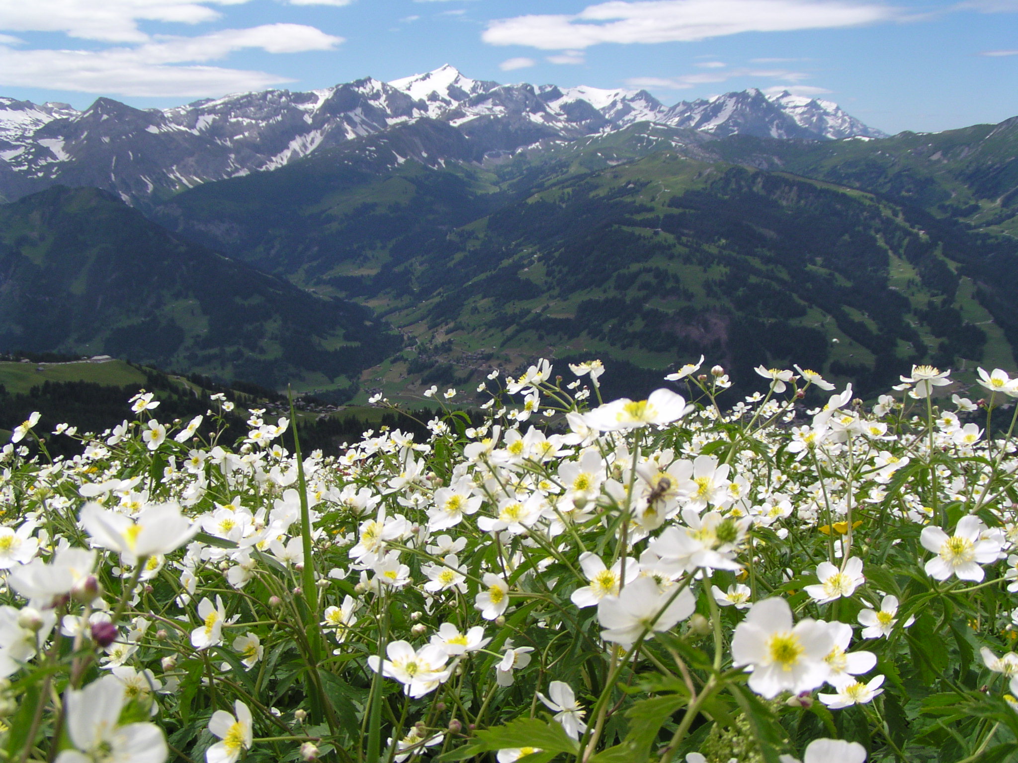 Blumenwiese