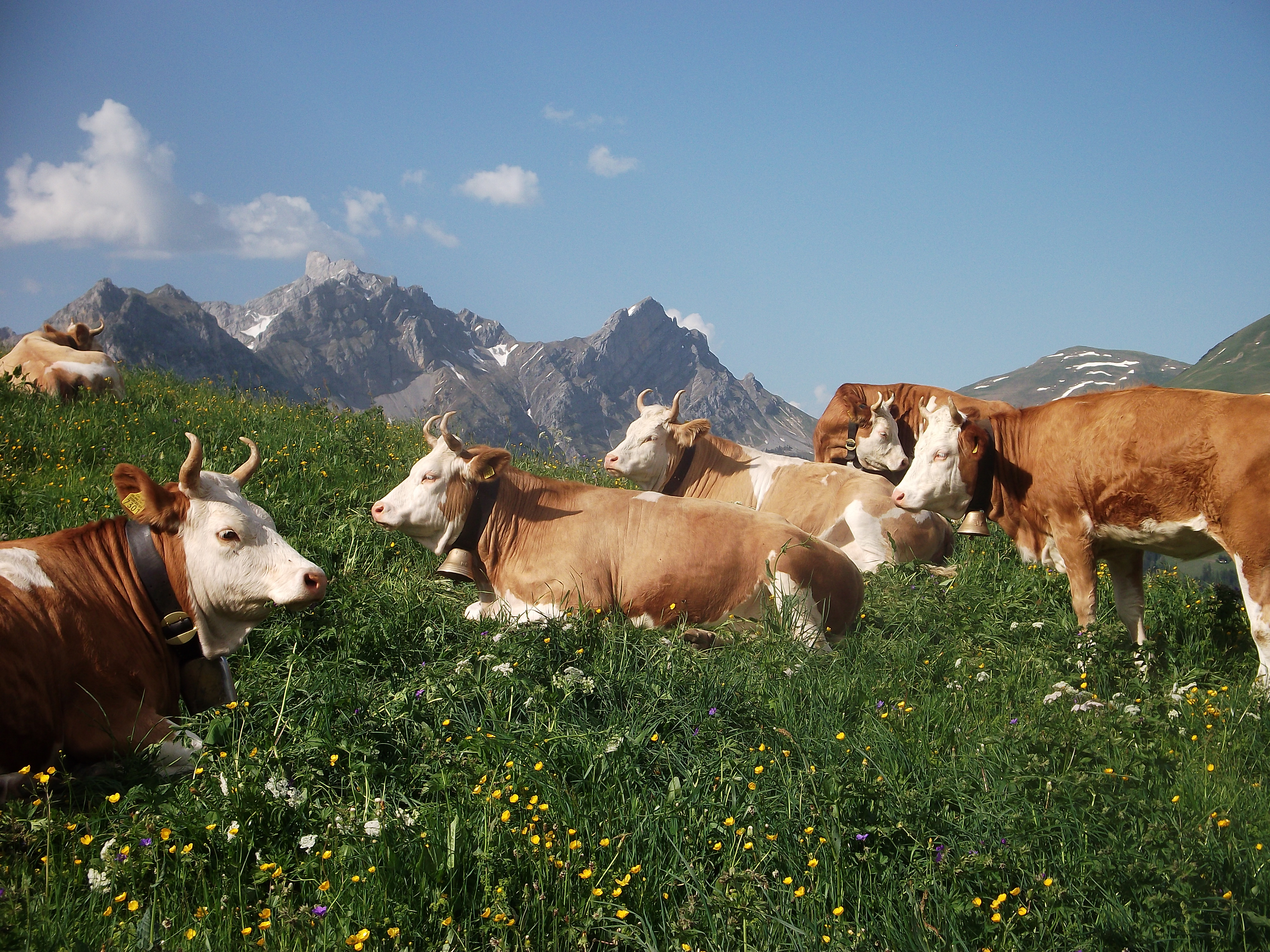 Titelbild_Simmentaler.jpg Simmentaler