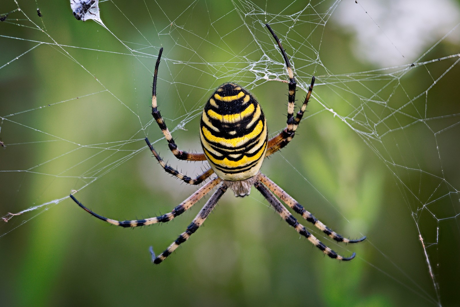 Spinne